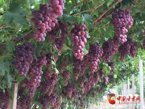 金塔縣 夯實(shí)質(zhì)量監(jiān)管基礎(chǔ)，實(shí)施綠色品牌引領(lǐng)，助推初級農(nóng)產(chǎn)品高質(zhì)量發(fā)展